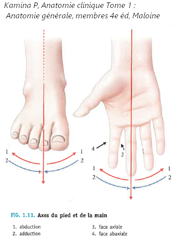Introduction à l'anatomie