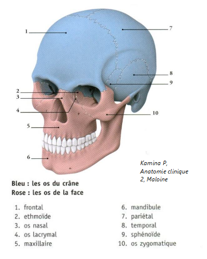 Ostéologie de la tête