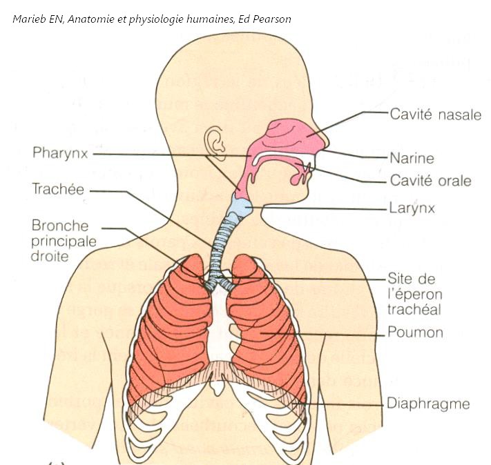 Appareil respiratoire