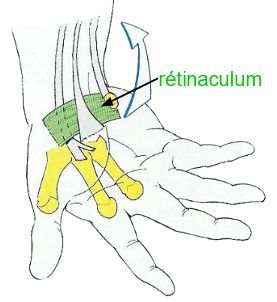 Le système musculaire